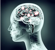 Brain Neuro